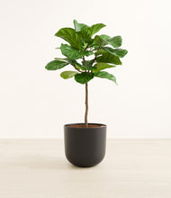 Load image into Gallery viewer, Stone Black