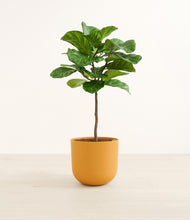 Load image into Gallery viewer, Sunset Orange