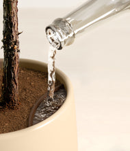 Load image into Gallery viewer, Almond Green stand:all