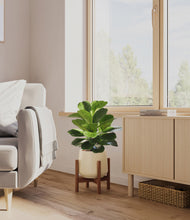 Load image into Gallery viewer, Almond Green stand:walnut