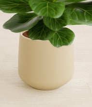 Load image into Gallery viewer, Almond Green stand:all