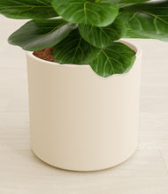 Load image into Gallery viewer, Cream stand:all