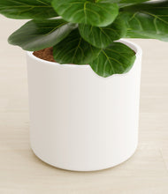 Load image into Gallery viewer, White stand:all