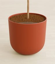 Load image into Gallery viewer, Earth Red stand:all