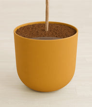 Load image into Gallery viewer, Sunset Orange stand:all