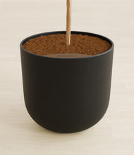 Load image into Gallery viewer, Stone Black stand:all