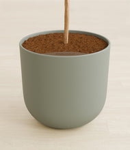 Load image into Gallery viewer, Sage Green stand:all