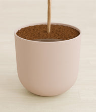 Load image into Gallery viewer, Sandy Pink stand:all