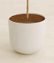 Load image into Gallery viewer, Natural Bamboo stand:all