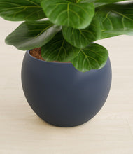 Load image into Gallery viewer, Deep Navy stand:all