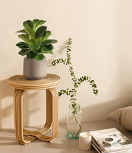 Load image into Gallery viewer, Olive