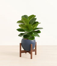 Load image into Gallery viewer, Deep Navy stand:walnut