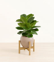 Load image into Gallery viewer, Desert Brown stand:bamboo