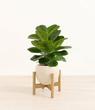 Load image into Gallery viewer, Shiny EggWhite stand:bamboo