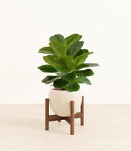 Load image into Gallery viewer, Shiny EggWhite stand:walnut