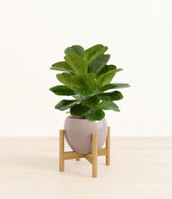 Load image into Gallery viewer, Winter Clouds stand:bamboo