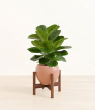 Load image into Gallery viewer, Calm Rose stand:walnut
