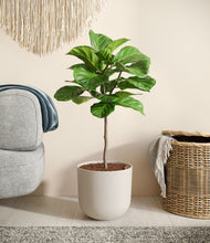 Load image into Gallery viewer, Natural Bamboo