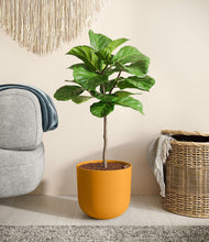 Load image into Gallery viewer, Sunset Orange