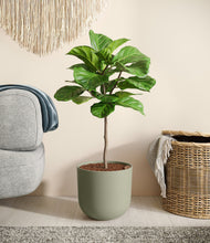 Load image into Gallery viewer, Sage Green