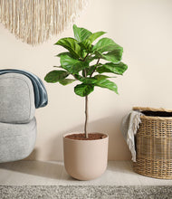 Load image into Gallery viewer, Sandy Pink