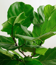 Load image into Gallery viewer, ALL