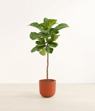 Load image into Gallery viewer, Earth Red