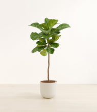 Load image into Gallery viewer, Natural Bamboo*****Profile