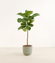 Load image into Gallery viewer, Sage Green