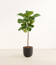 Load image into Gallery viewer, Stone Black