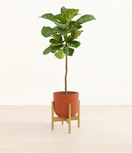 Load image into Gallery viewer, Earth Red stand:bamboo