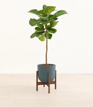 Load image into Gallery viewer, Iron Gray stand:walnut