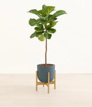 Load image into Gallery viewer, Iron Gray stand:bamboo