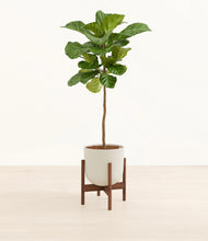 Load image into Gallery viewer, Natural Bamboo stand:walnut