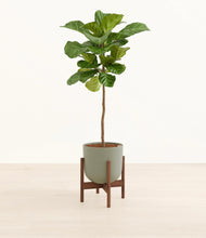 Load image into Gallery viewer, Sage Green stand:walnut