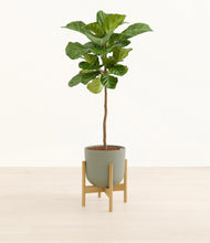 Load image into Gallery viewer, Sage Green stand:bamboo