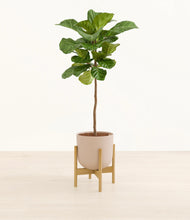 Load image into Gallery viewer, Sandy Pink stand:bamboo