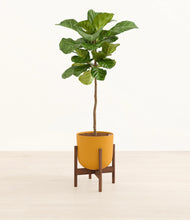 Load image into Gallery viewer, Sunset Orange stand:walnut