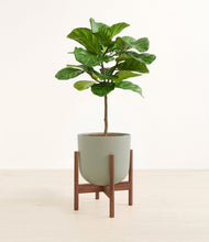 Load image into Gallery viewer, Sage Green stand:walnut