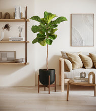 Load image into Gallery viewer, Stone Black stand:walnut