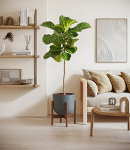 Load image into Gallery viewer, Iron Gray stand:walnut