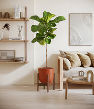 Load image into Gallery viewer, Earth Red stand:walnut