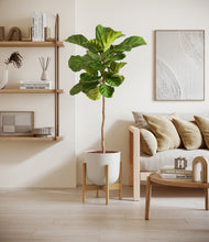 Load image into Gallery viewer, Natural Bamboo stand:bamboo