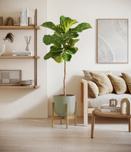 Load image into Gallery viewer, Sage Green stand:bamboo