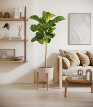 Load image into Gallery viewer, Sandy Pink stand:bamboo