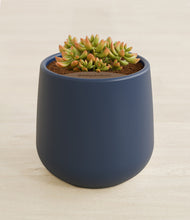 Load image into Gallery viewer, Deep Navy stand:all