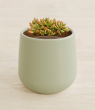 Load image into Gallery viewer, Turquoise stand:all