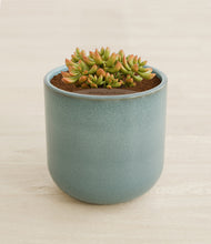 Load image into Gallery viewer, Reactive Aqua stand:all