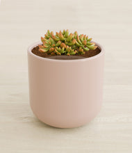 Load image into Gallery viewer, Sandy Pink stand:all