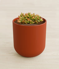 Load image into Gallery viewer, Earth Red stand:all